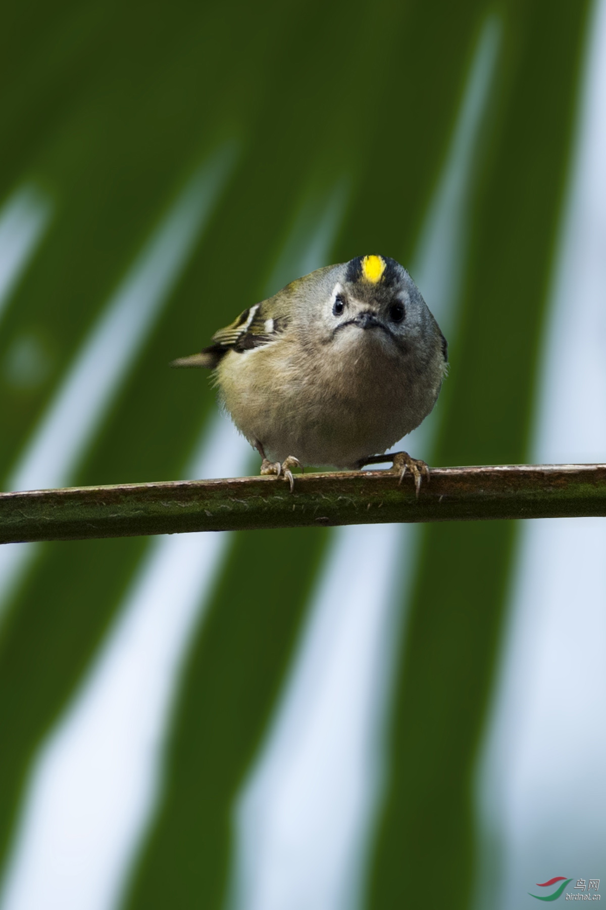 戴菊goldcrest161116