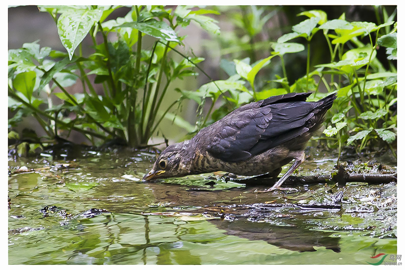 乌鸫吃水幼鸟