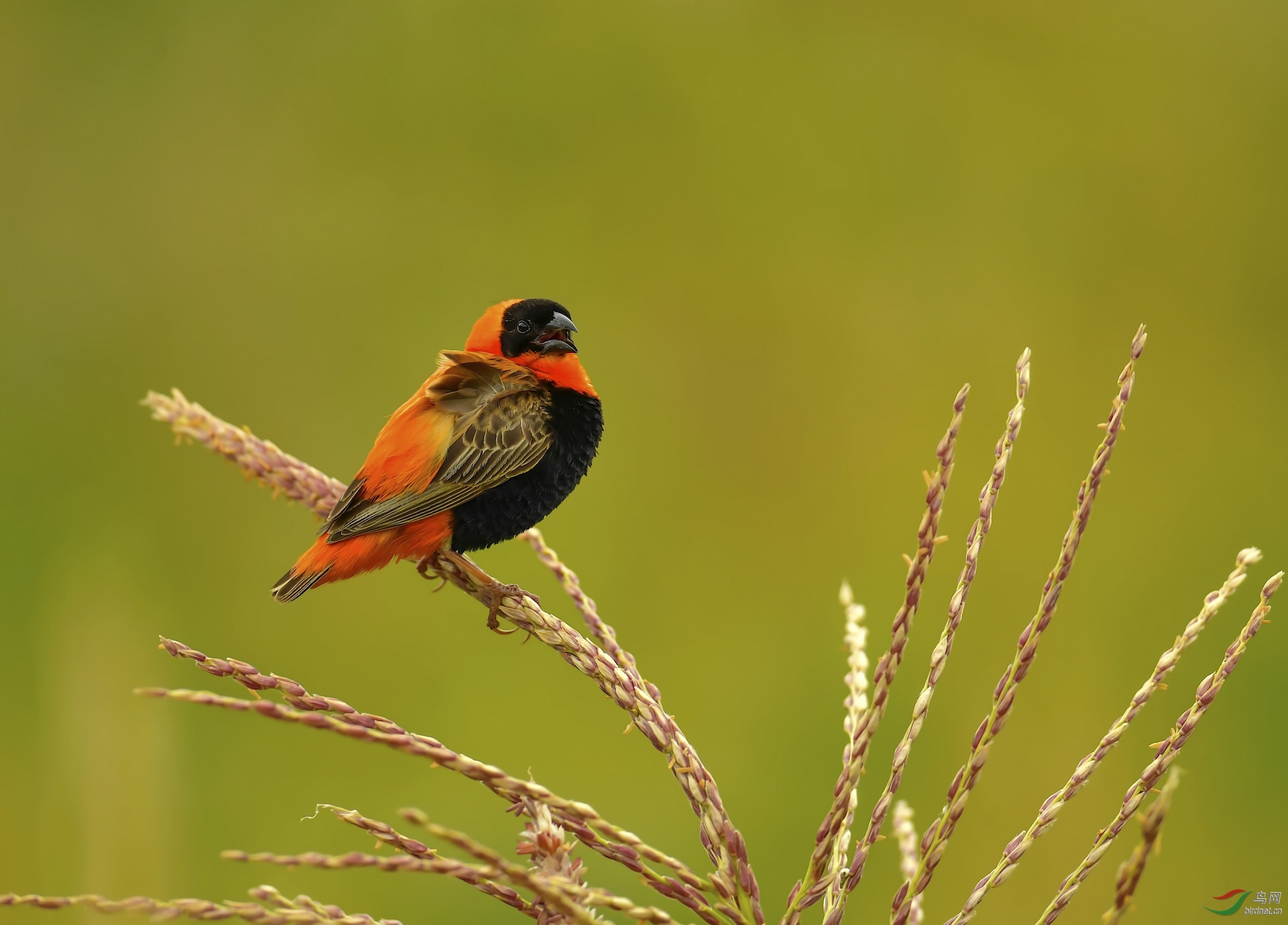 [林鸟] (橙巧织雀)橙巧织鸟!------贺荣获每日精华!