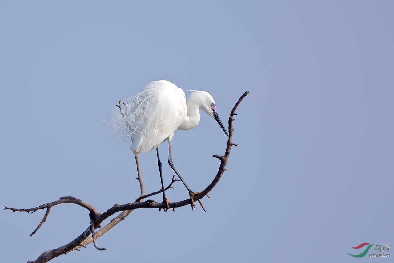 DSC_0823a.jpg
