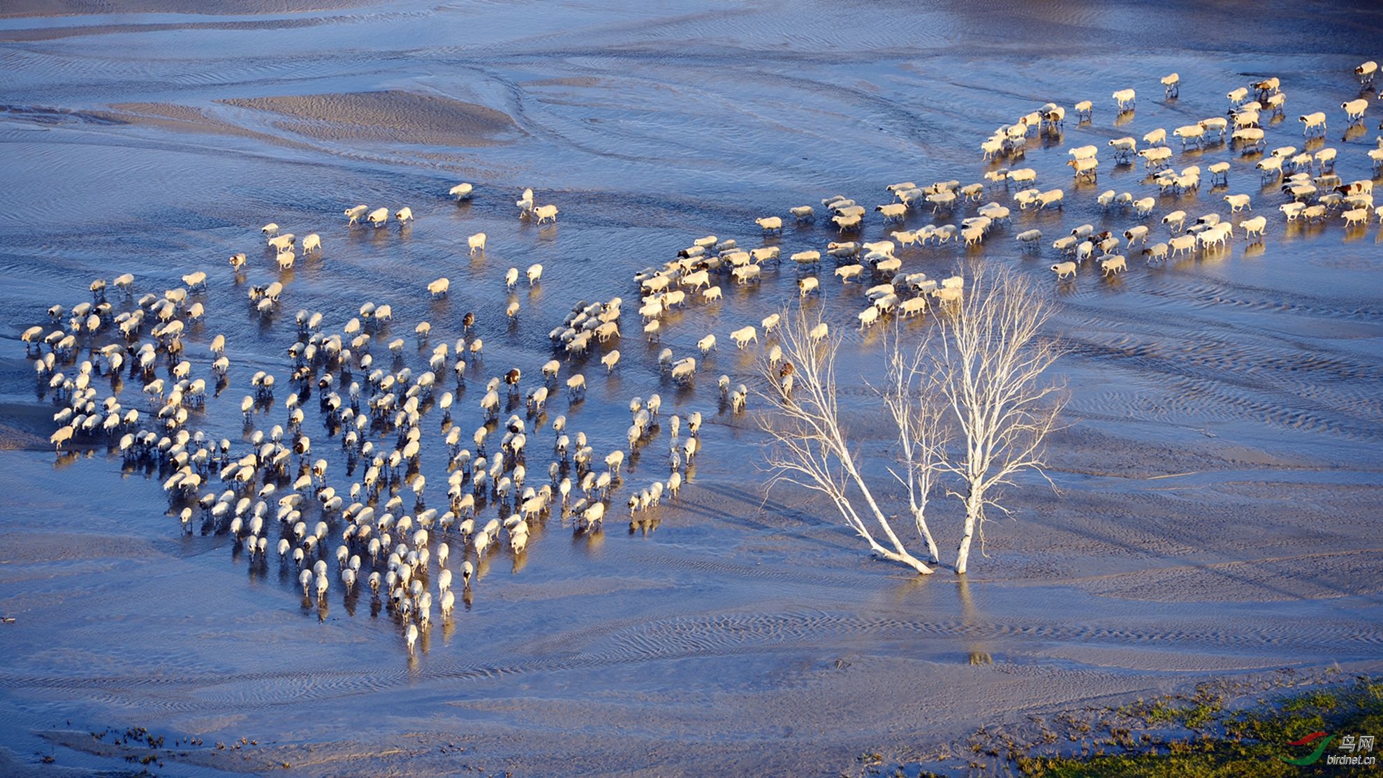 跟着头羊过河获首页每日精华