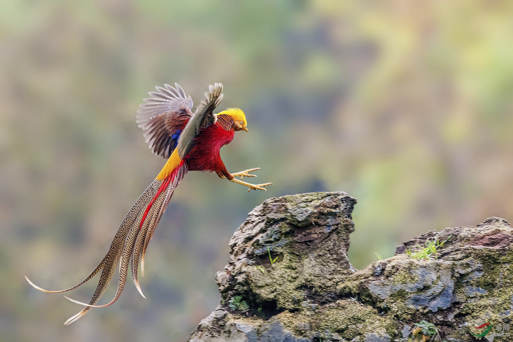 天上飞来金凤凰