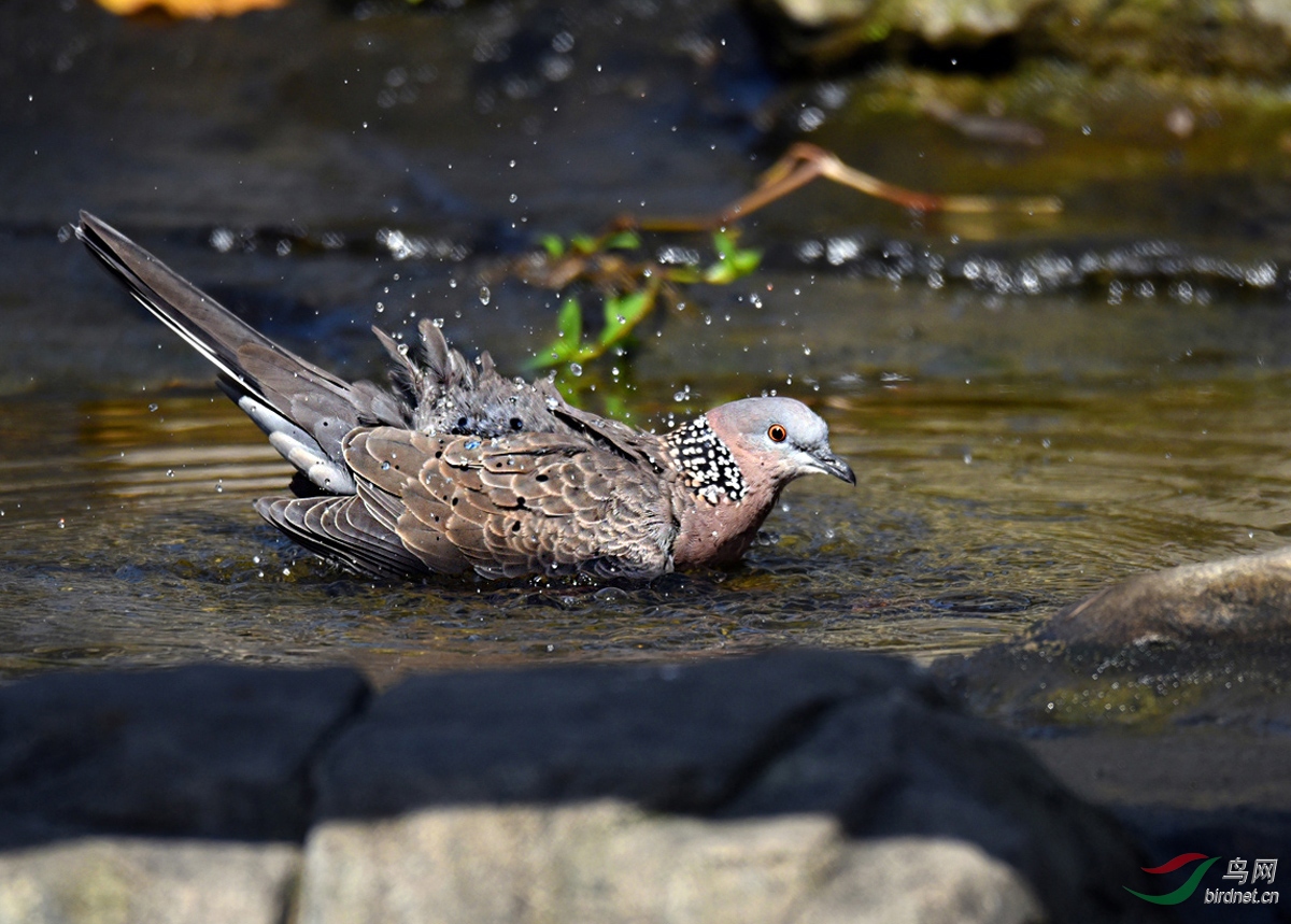 鲜见斑鸠沐水浴