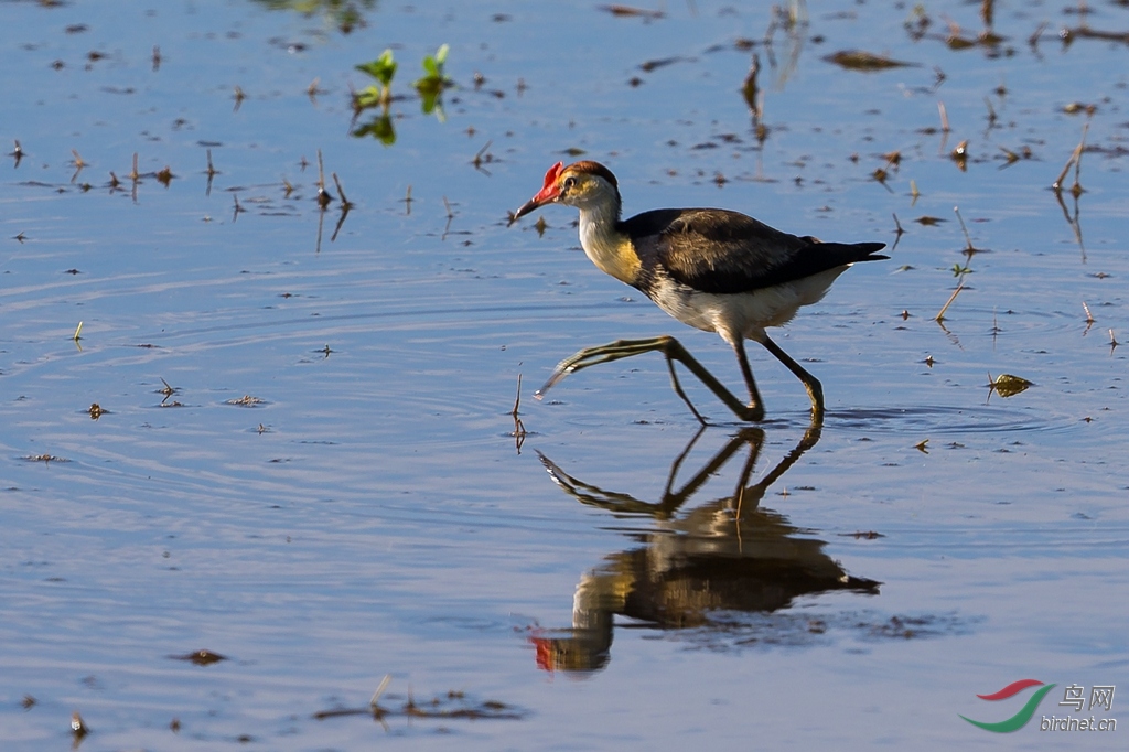 在水中央冠水雉3