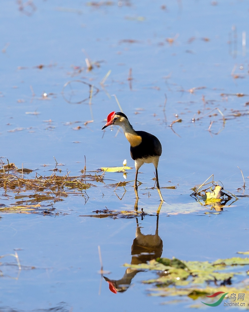 在水中央——冠水雉3
