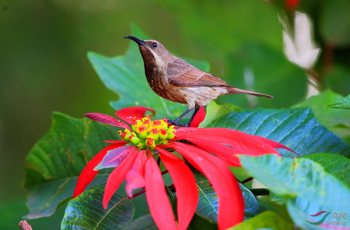 给川版送朵大红花