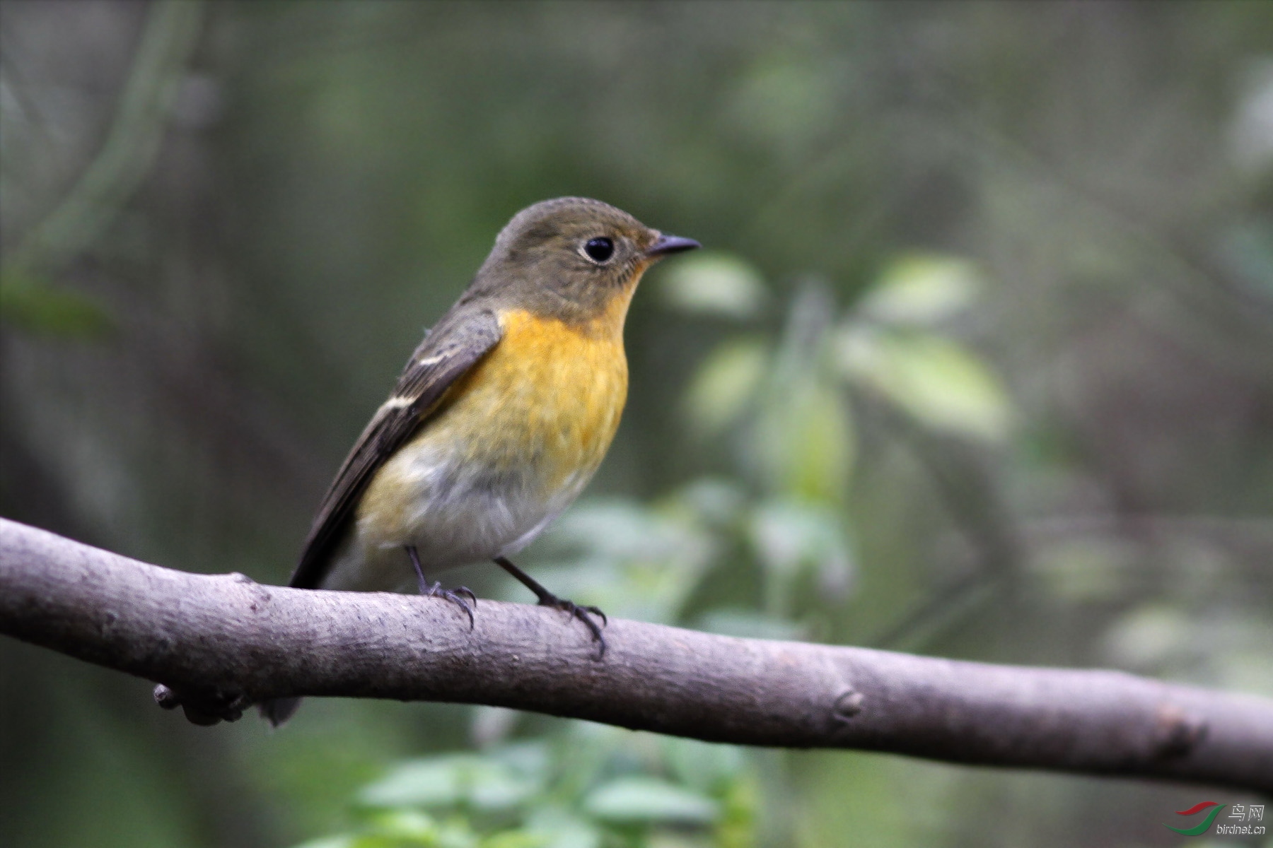 小小鸟一一鸲姬鹟