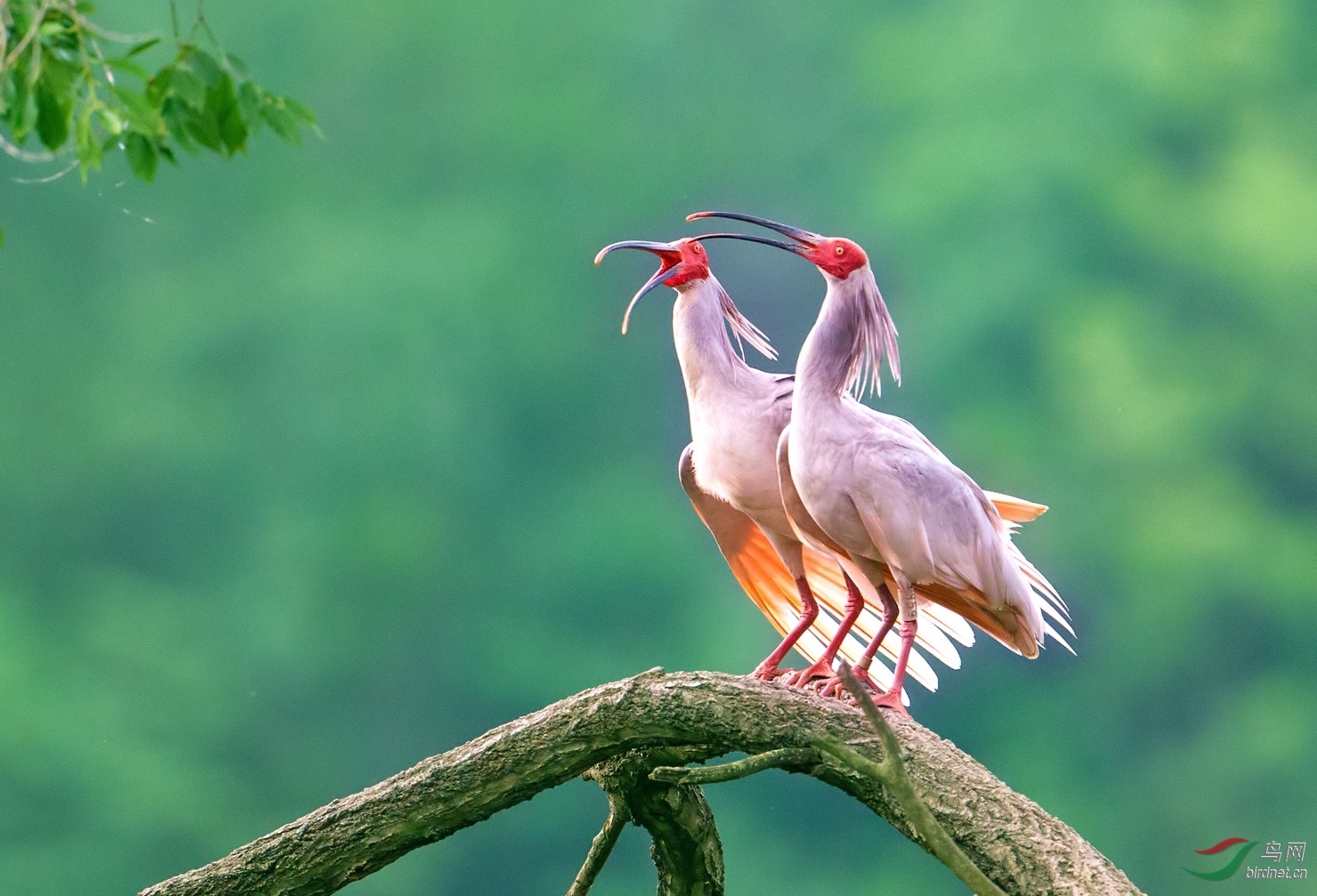 朱鹮夫唱妇随朱鹮贺获每日精华