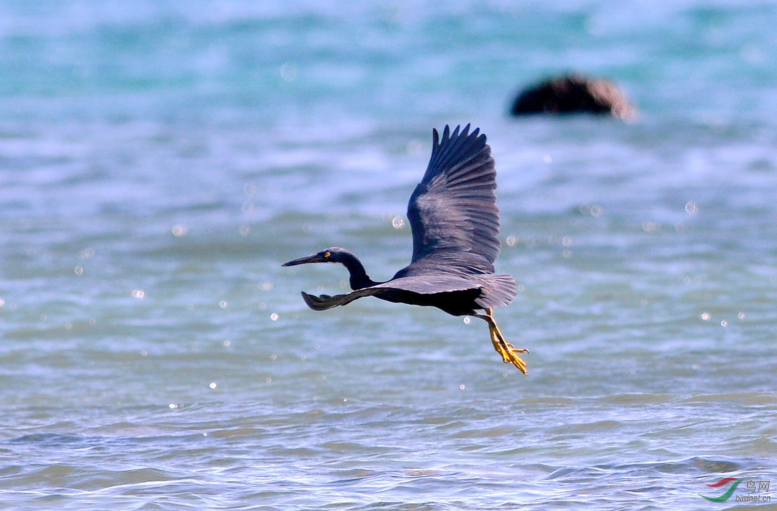 三亚河鸟类自然保护区图片