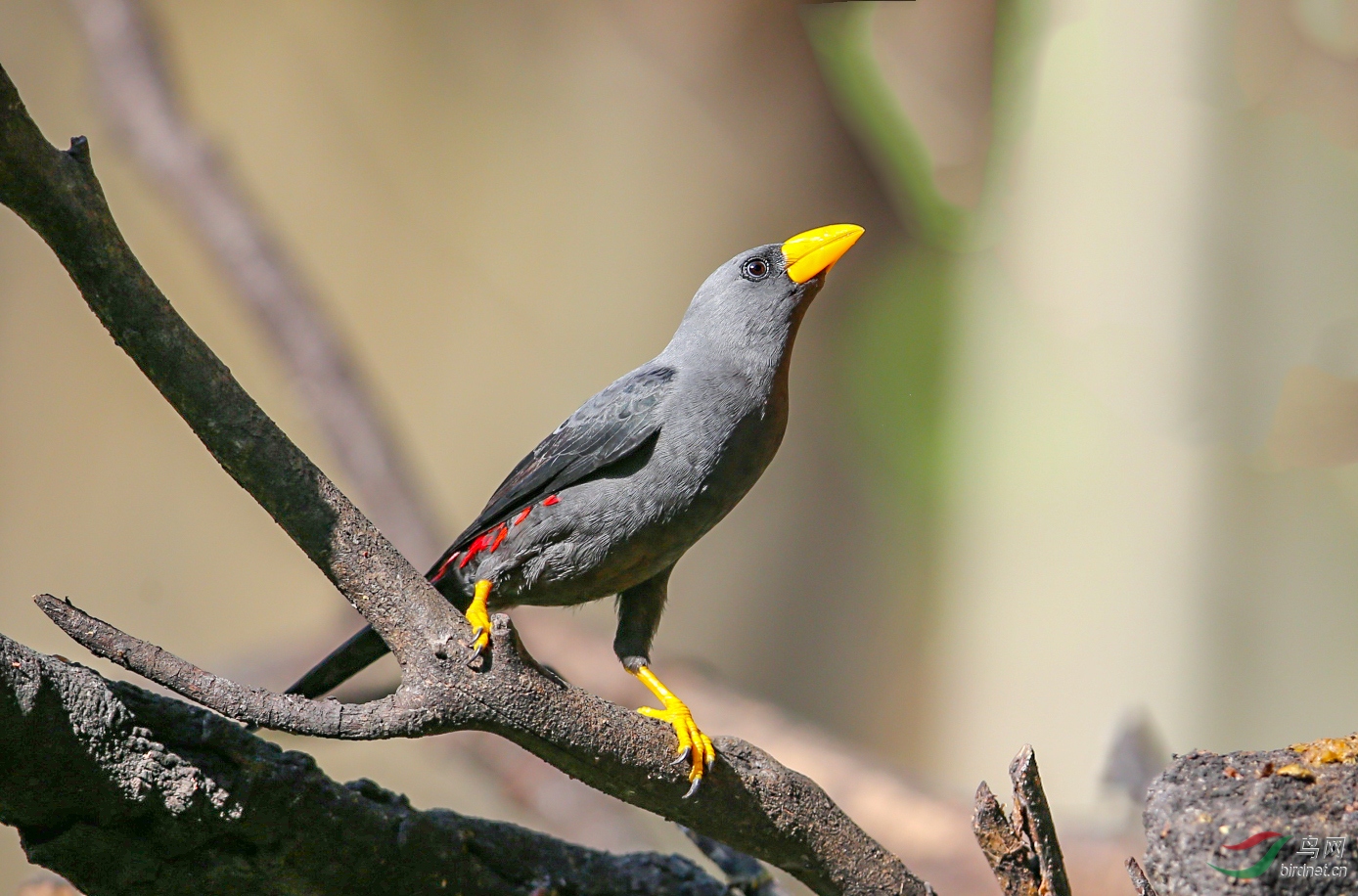 祝贺川版主题过6万贴