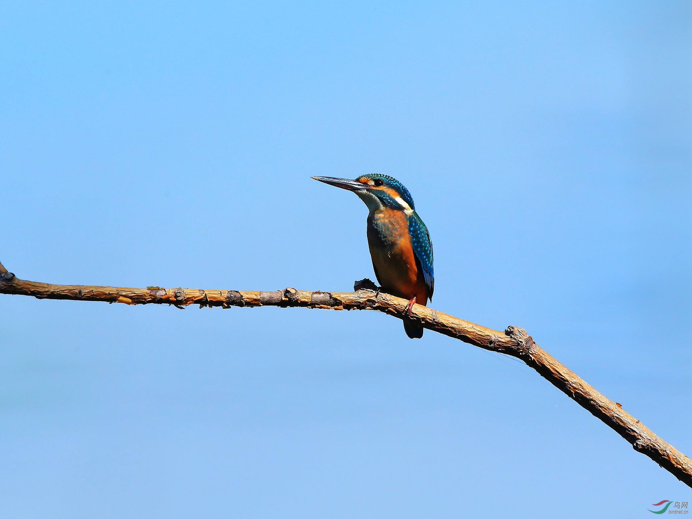 青翠——清河小翠