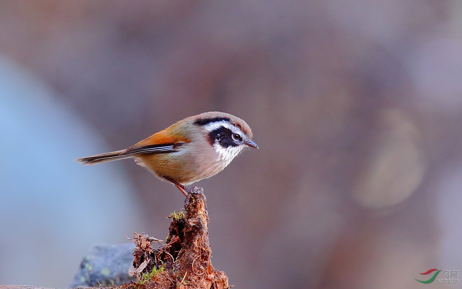 白眉雀鹛alcippevinipectus