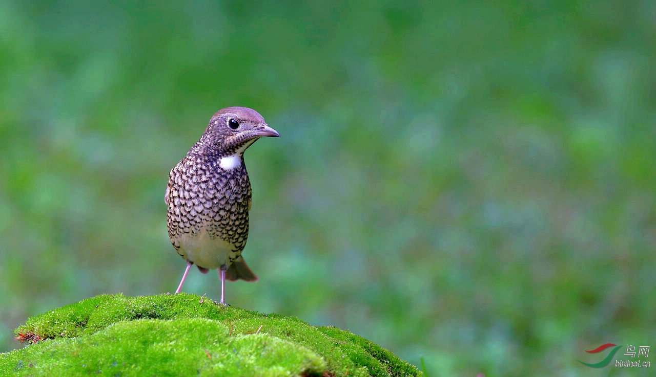 白喉矶鸫雌雄鸟