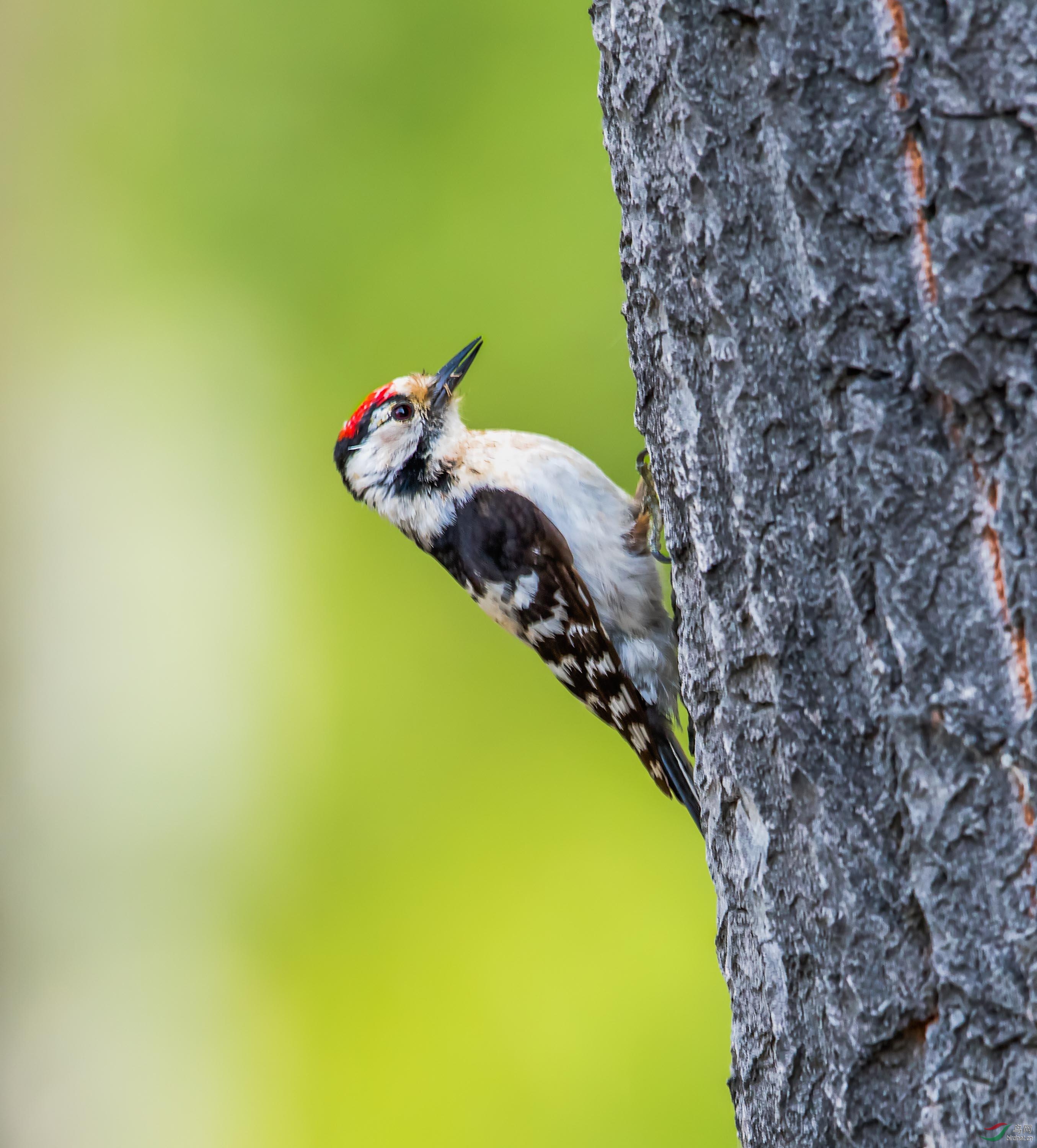 小斑啄木鸟 - 内蒙古版 neimenggu 鸟网