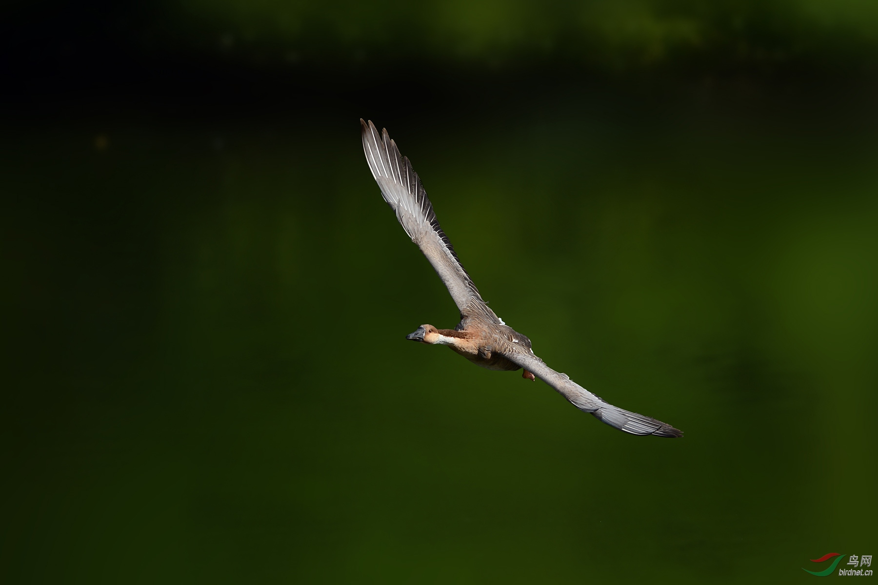 鸿雁swangoose161122