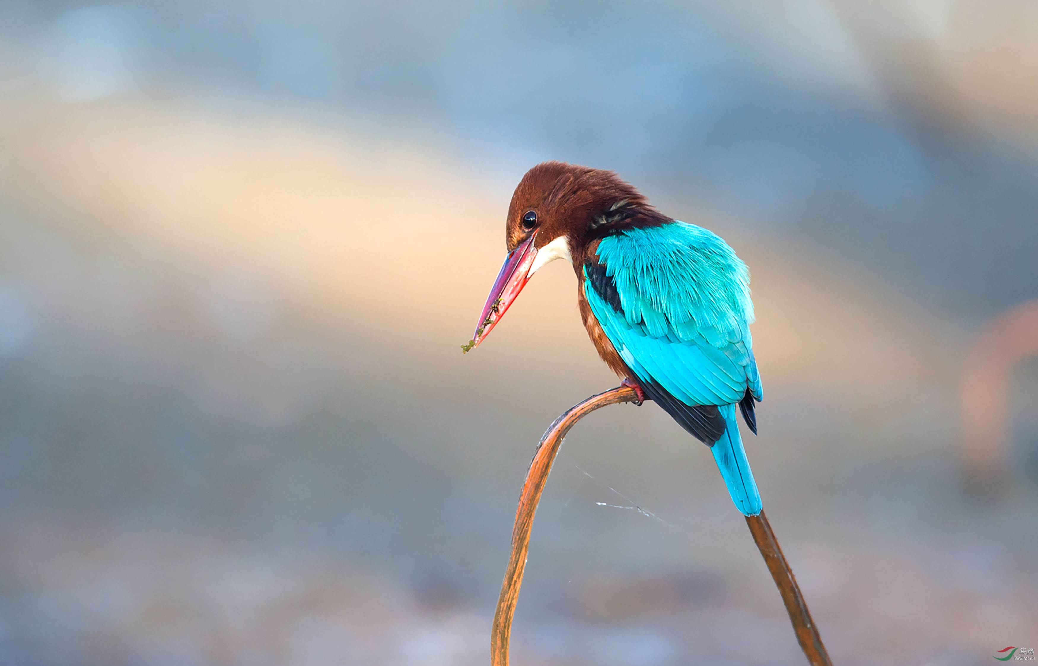[水鸟] 《专注》-------白胸翠鸟