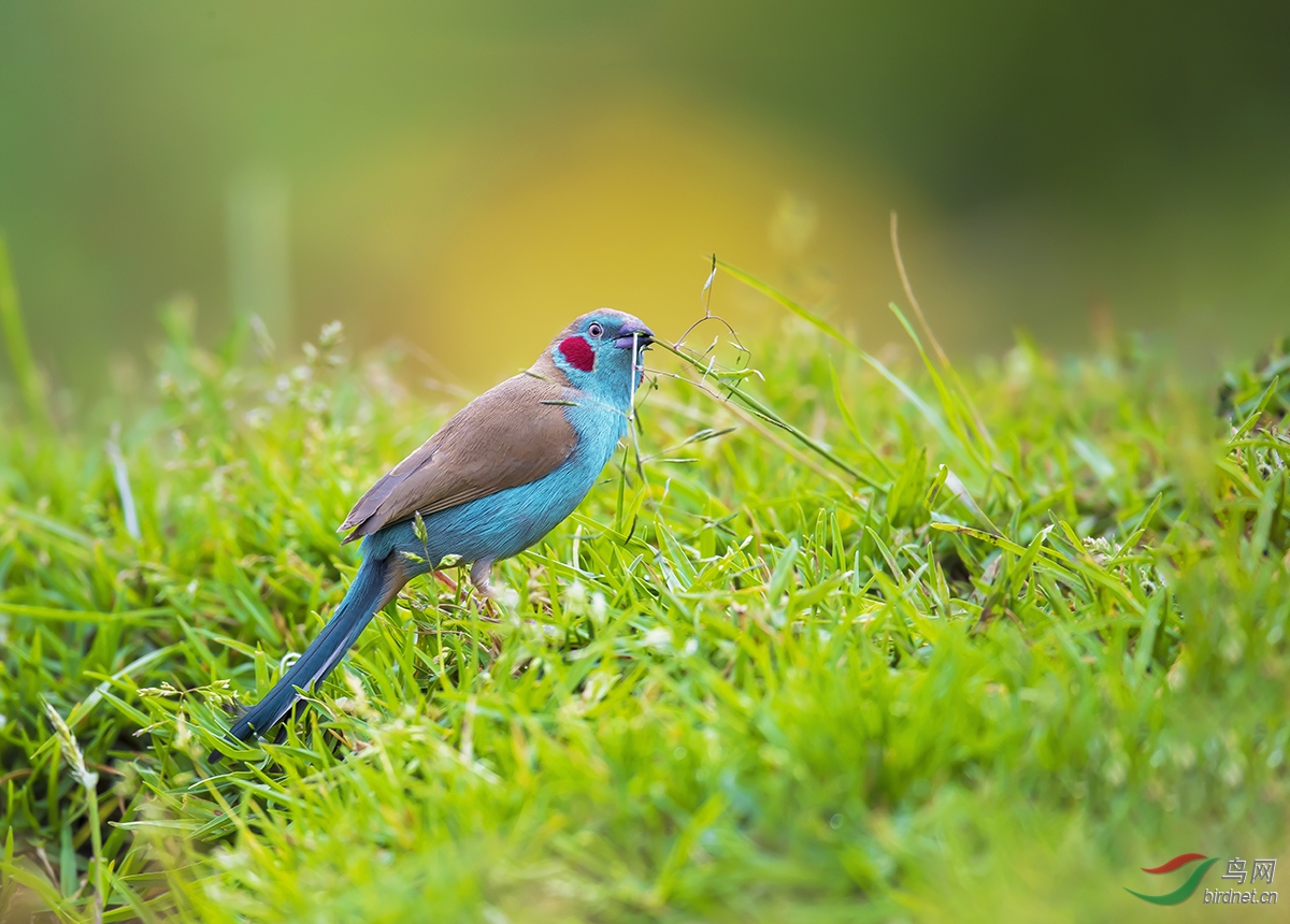 红颊蓝饰雀采草为哪般