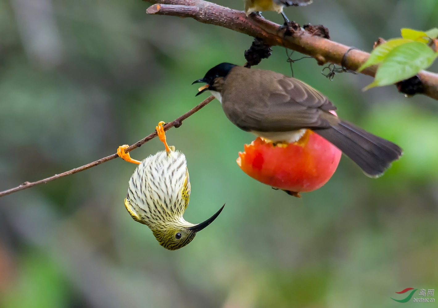 (纹喉凤鹛)《高黎贡山百花岭鸟类大汇演》欢迎老师跟帖!