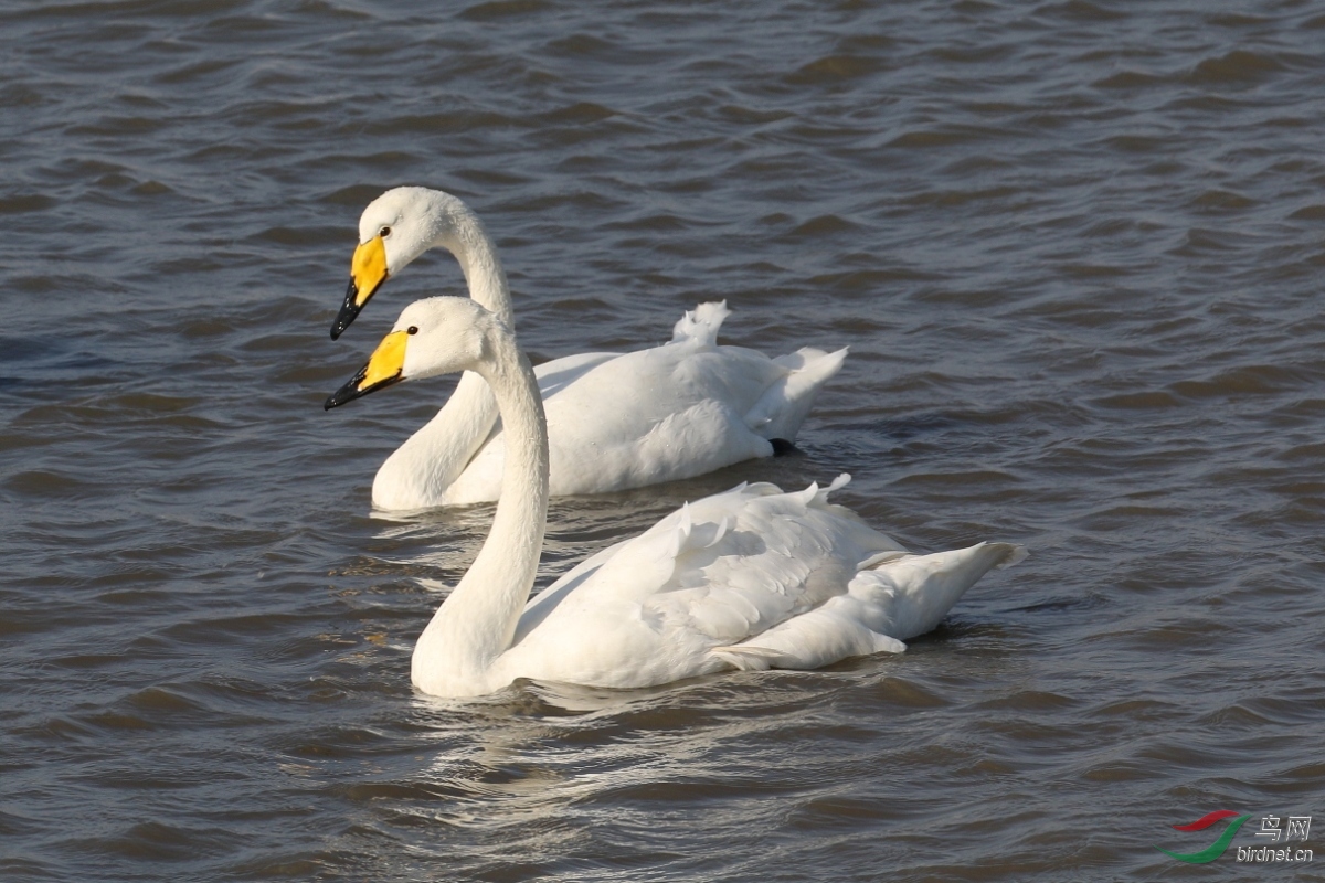 成双成对的大天鹅