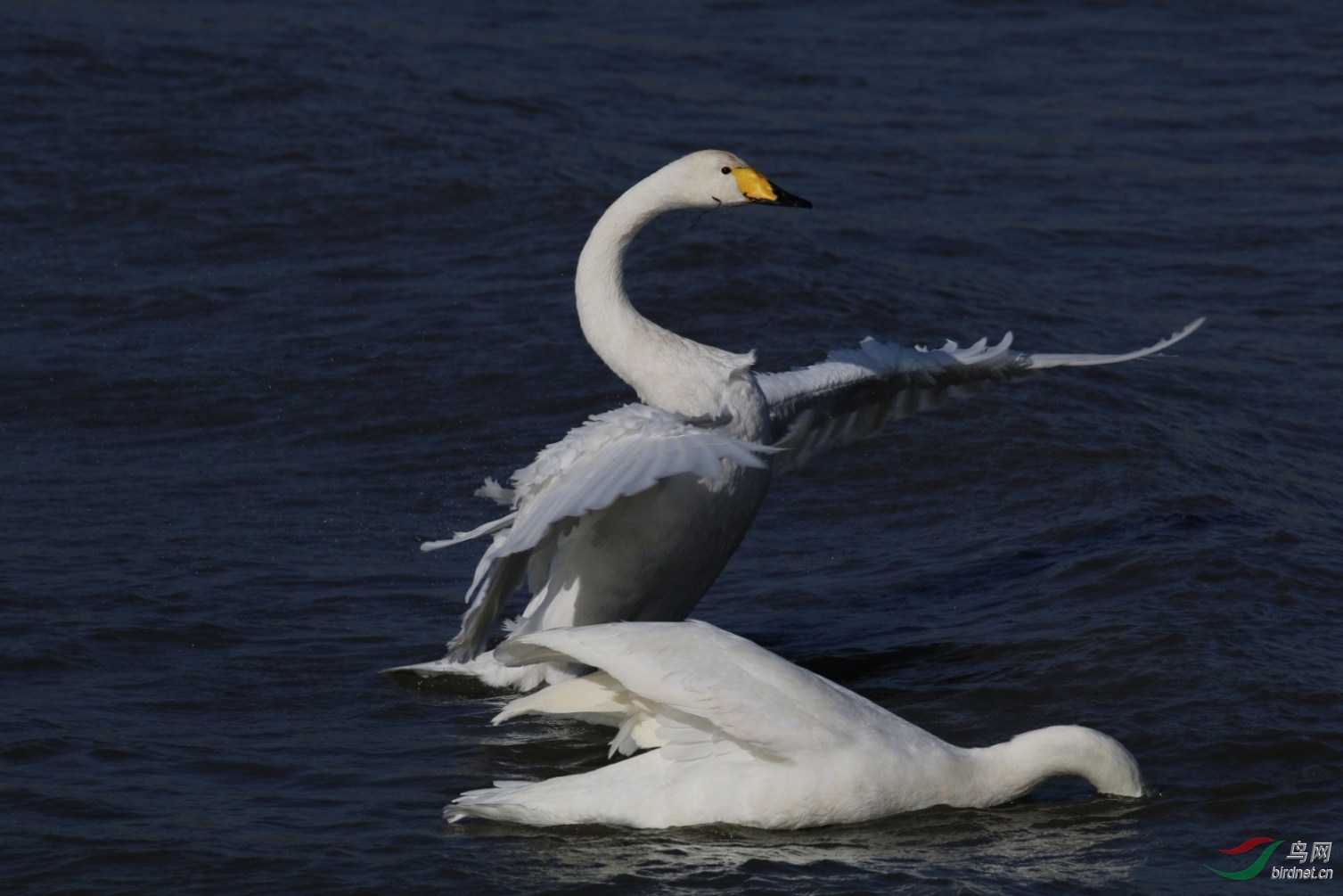 成双成对的大天鹅