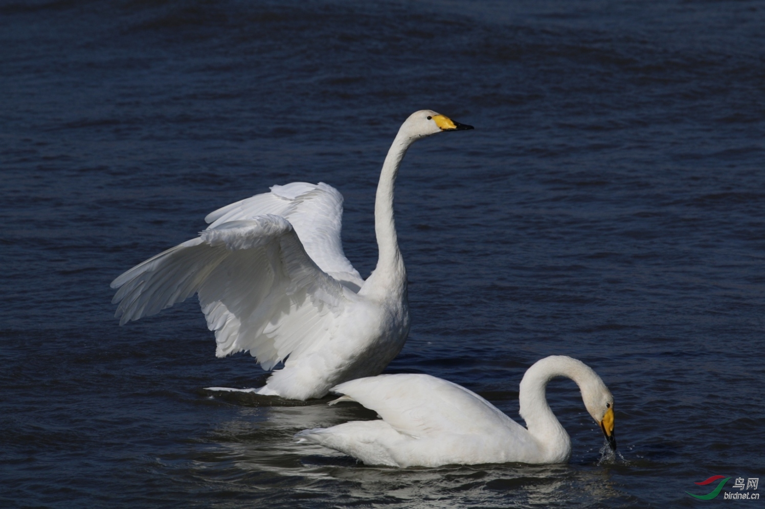 成双成对的大天鹅