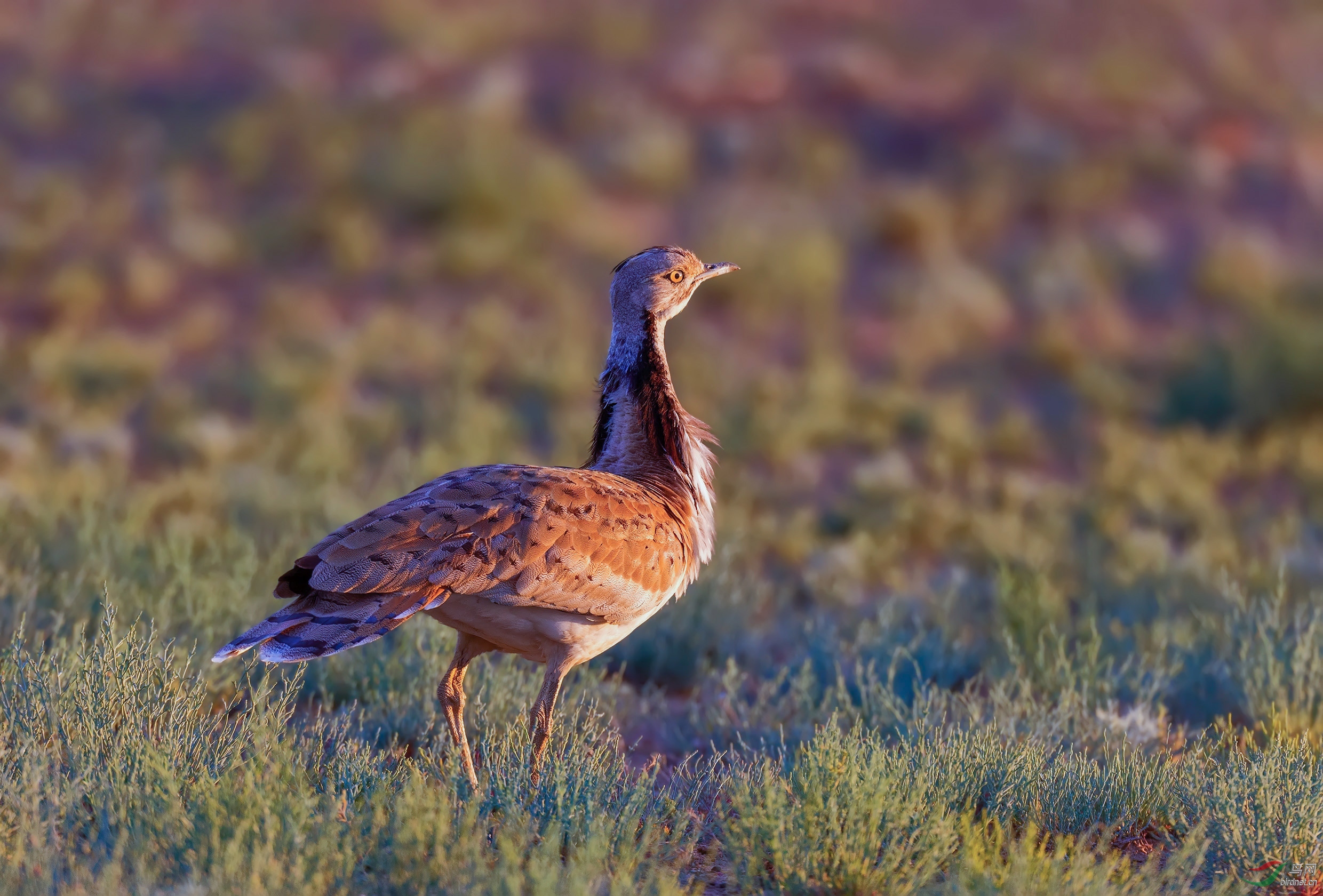 (波斑鸨)波斑鸨!(贺获每日精华)