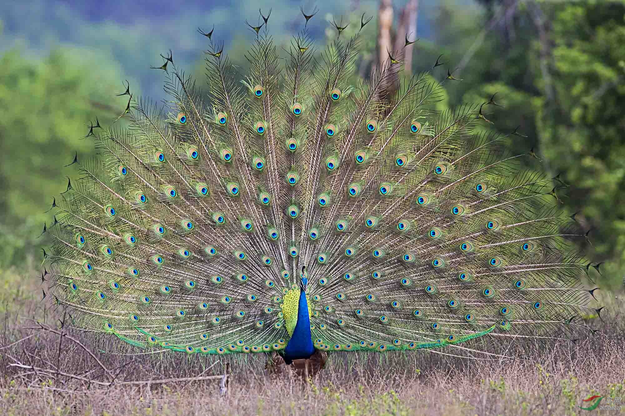 绿孔雀开屏