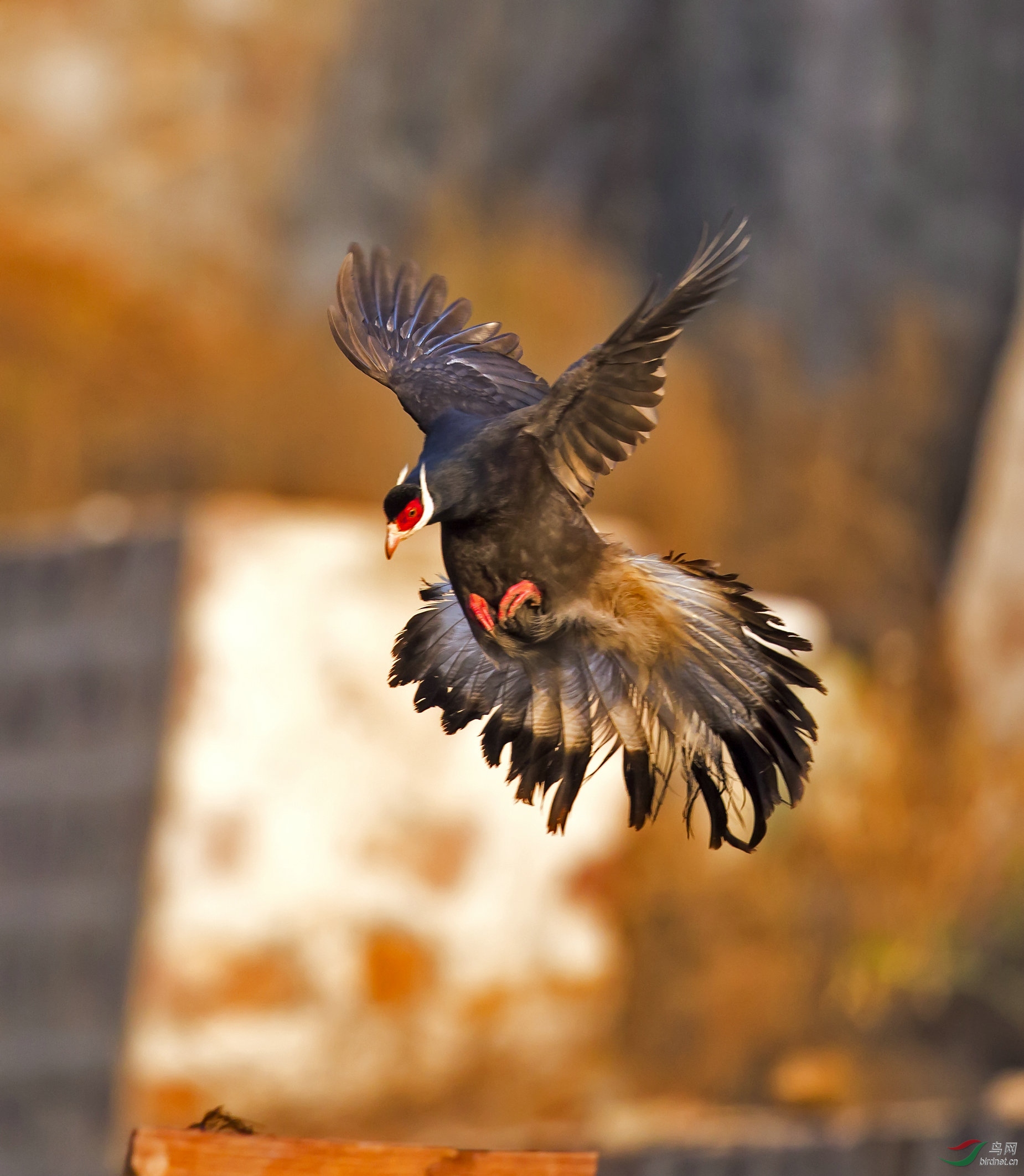 褐马鸡展翅飞翔