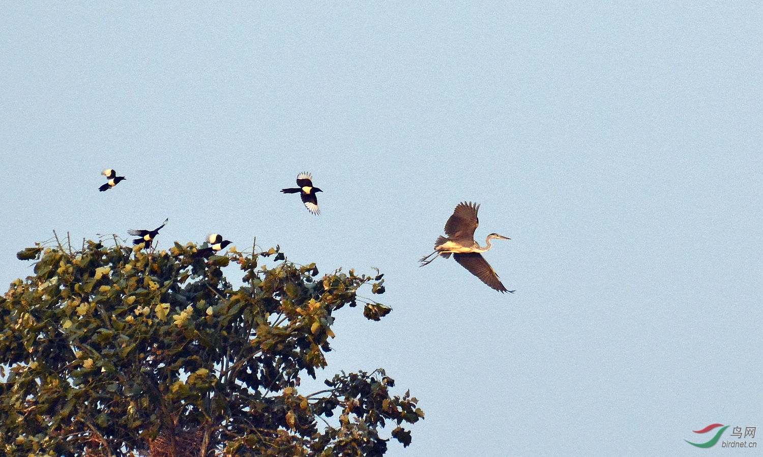 小喜鹊赶跑大苍鹭