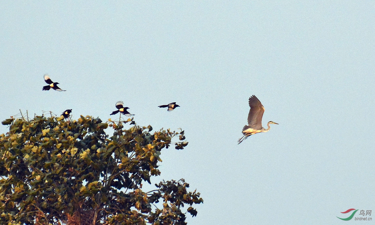小喜鹊赶跑大苍鹭