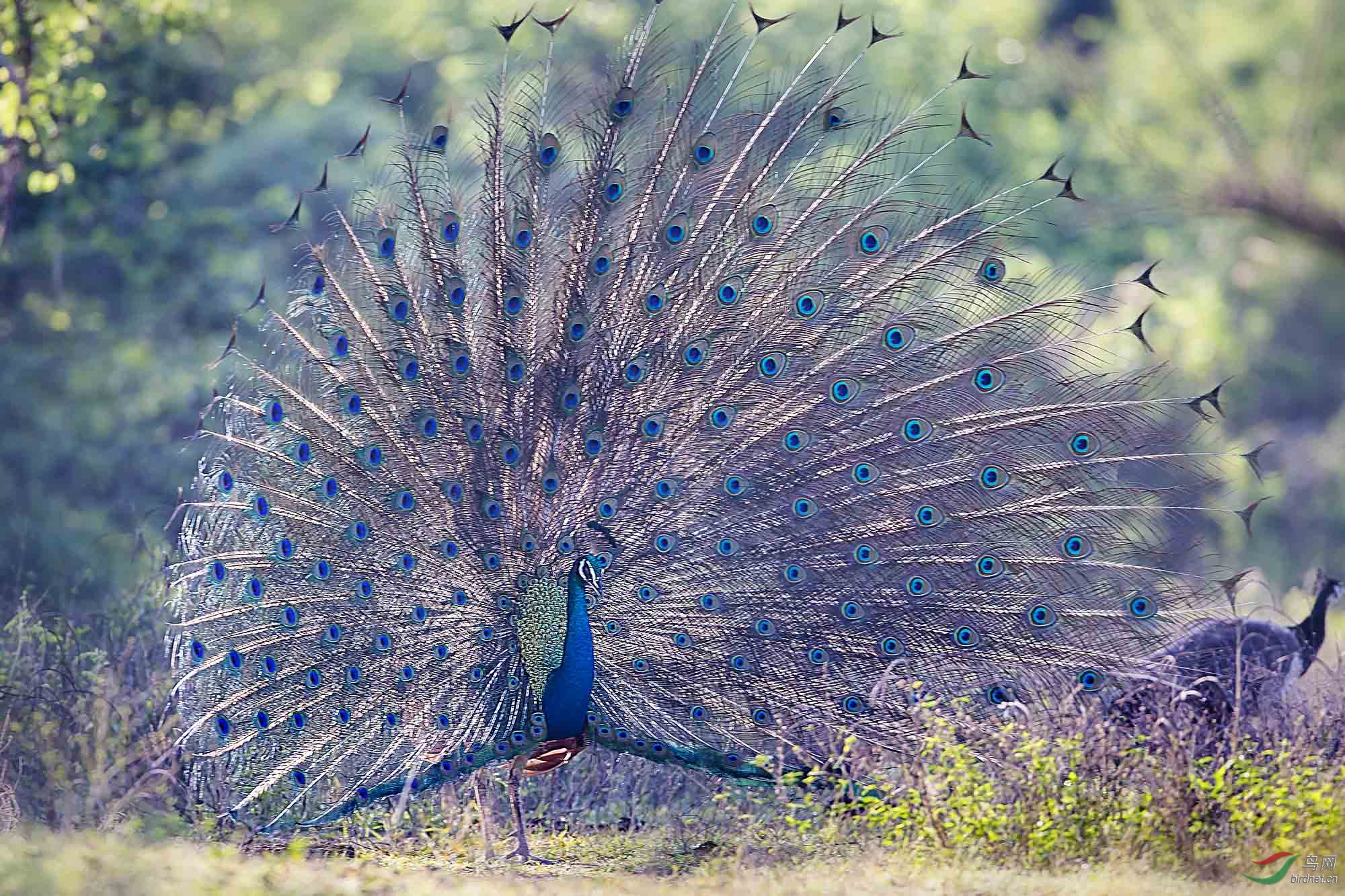绿孔雀开屏