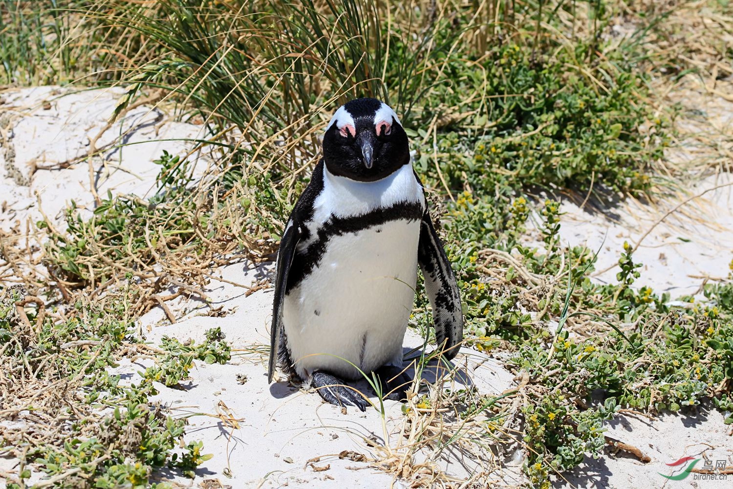 南非斑点环企鹅