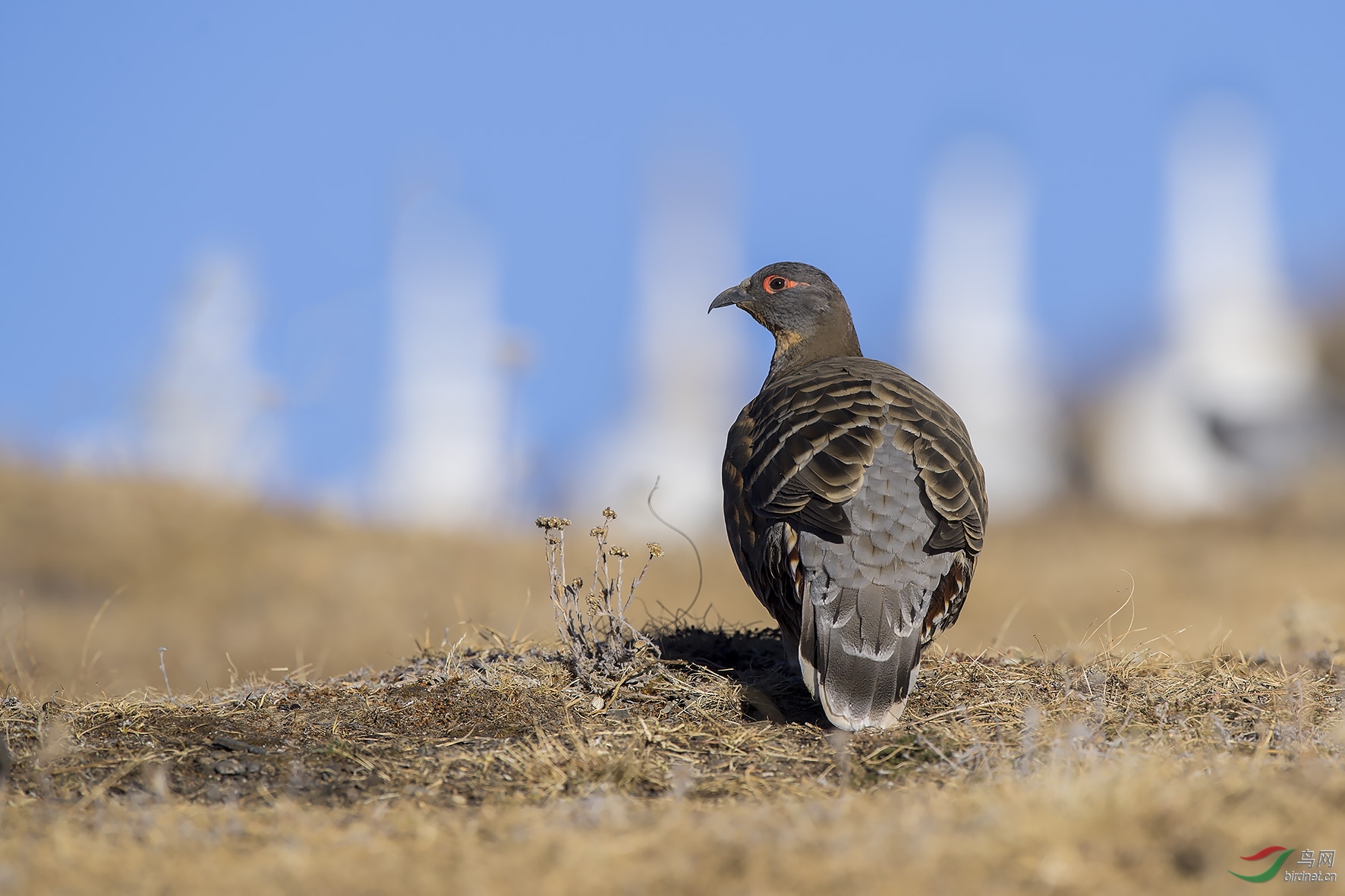 帕姆岭的四川雉鹑