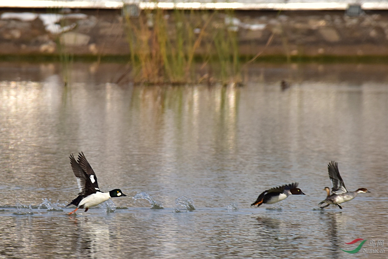 见到迁徙中的野鸭群