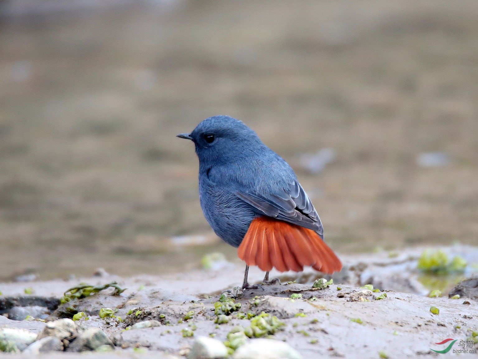 翘尾巴红尾水鸲