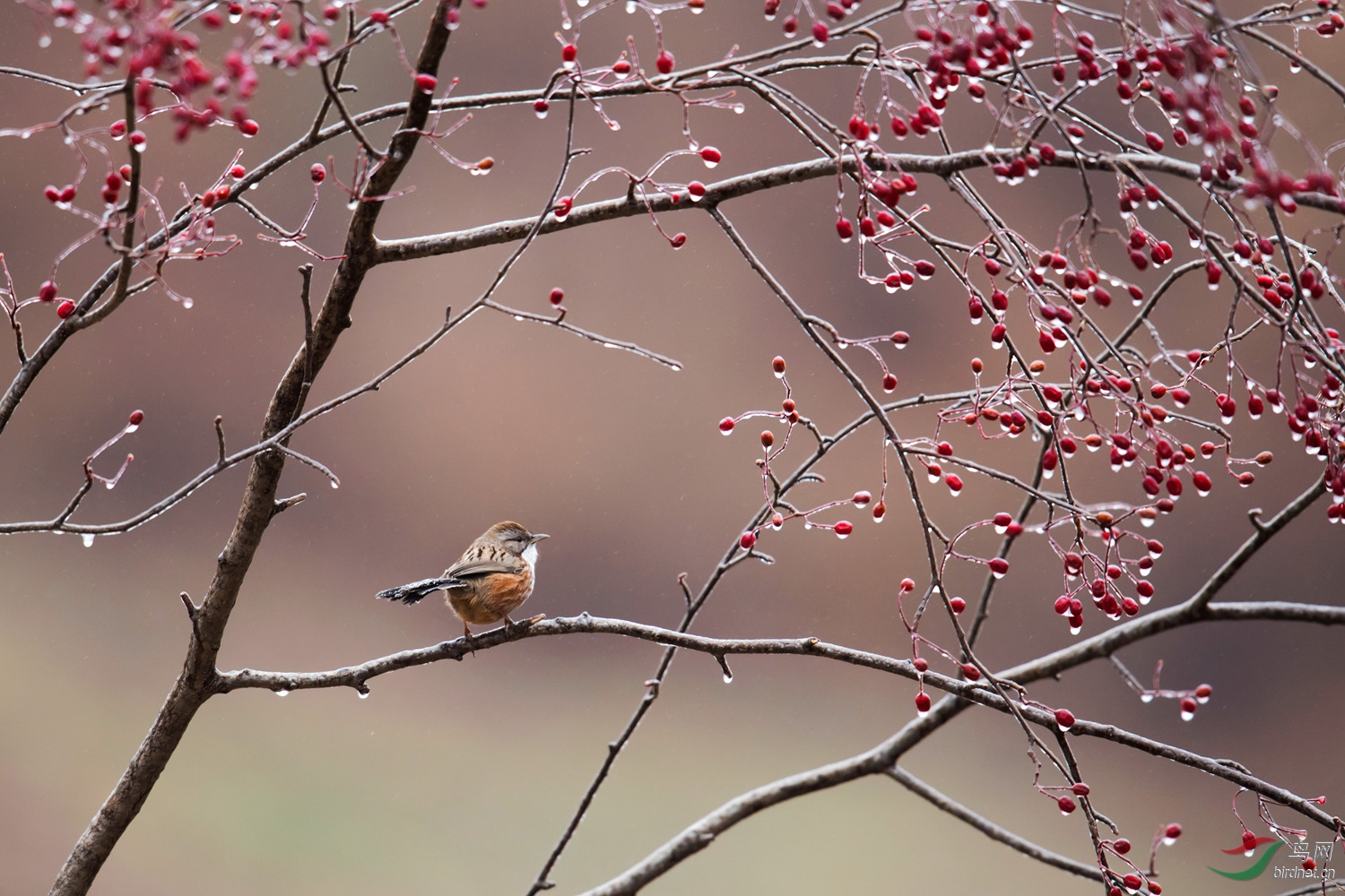 结冰的红果树上山鹛