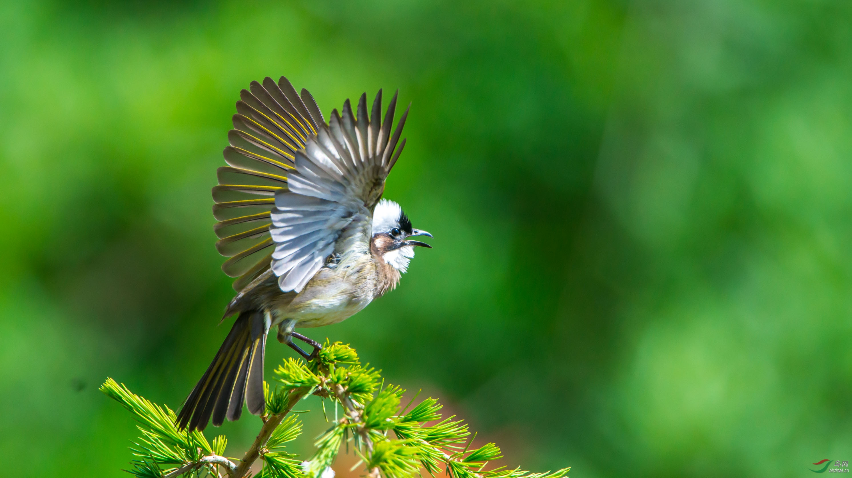 综合白头鹎白头到老雅号好