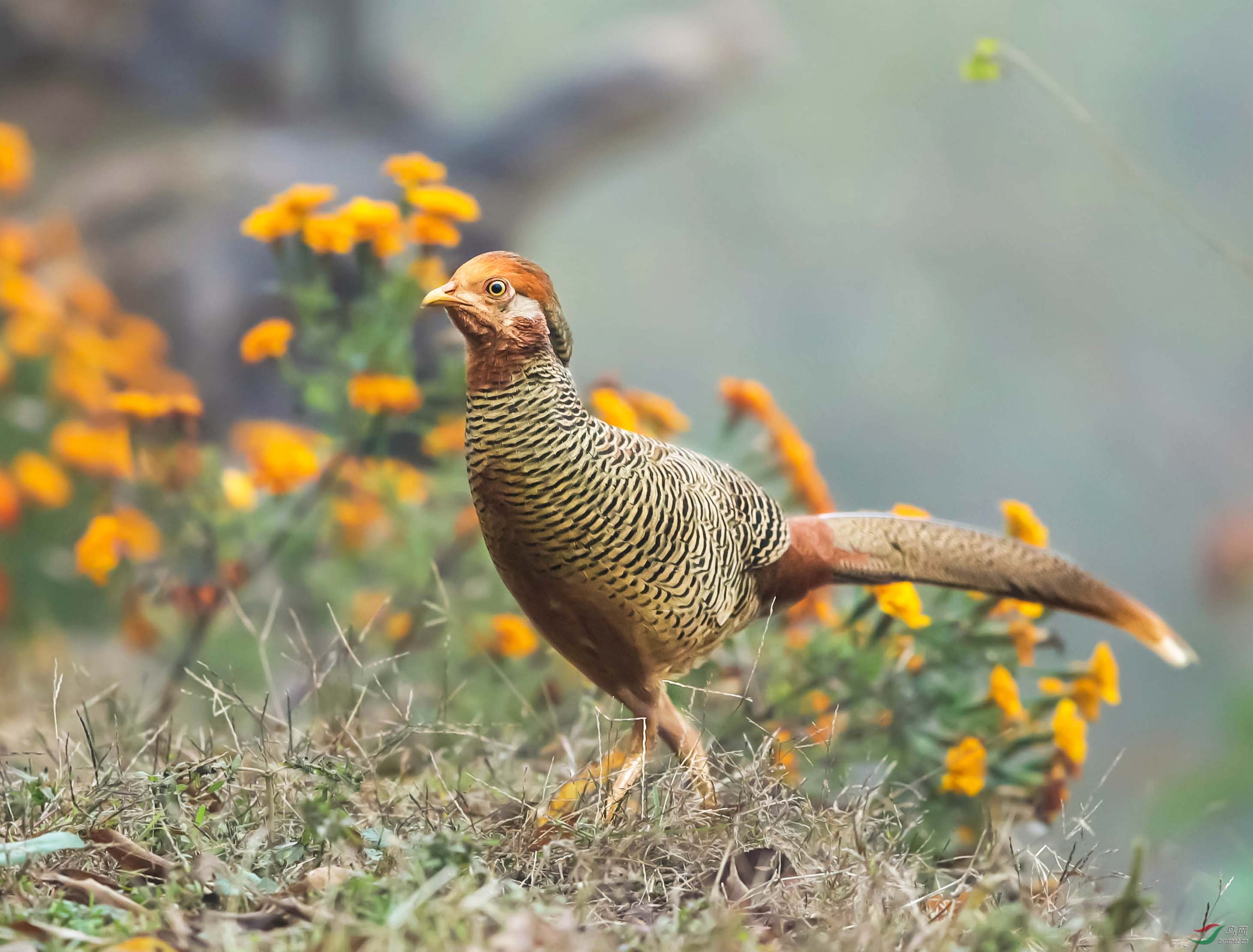 一组雌雄红腹锦鸡