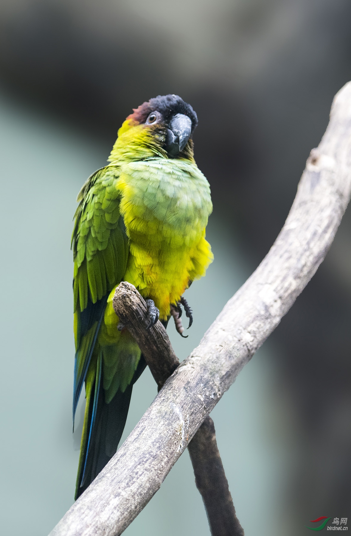 塞内加尔鹦鹉 senegal parrot 161125