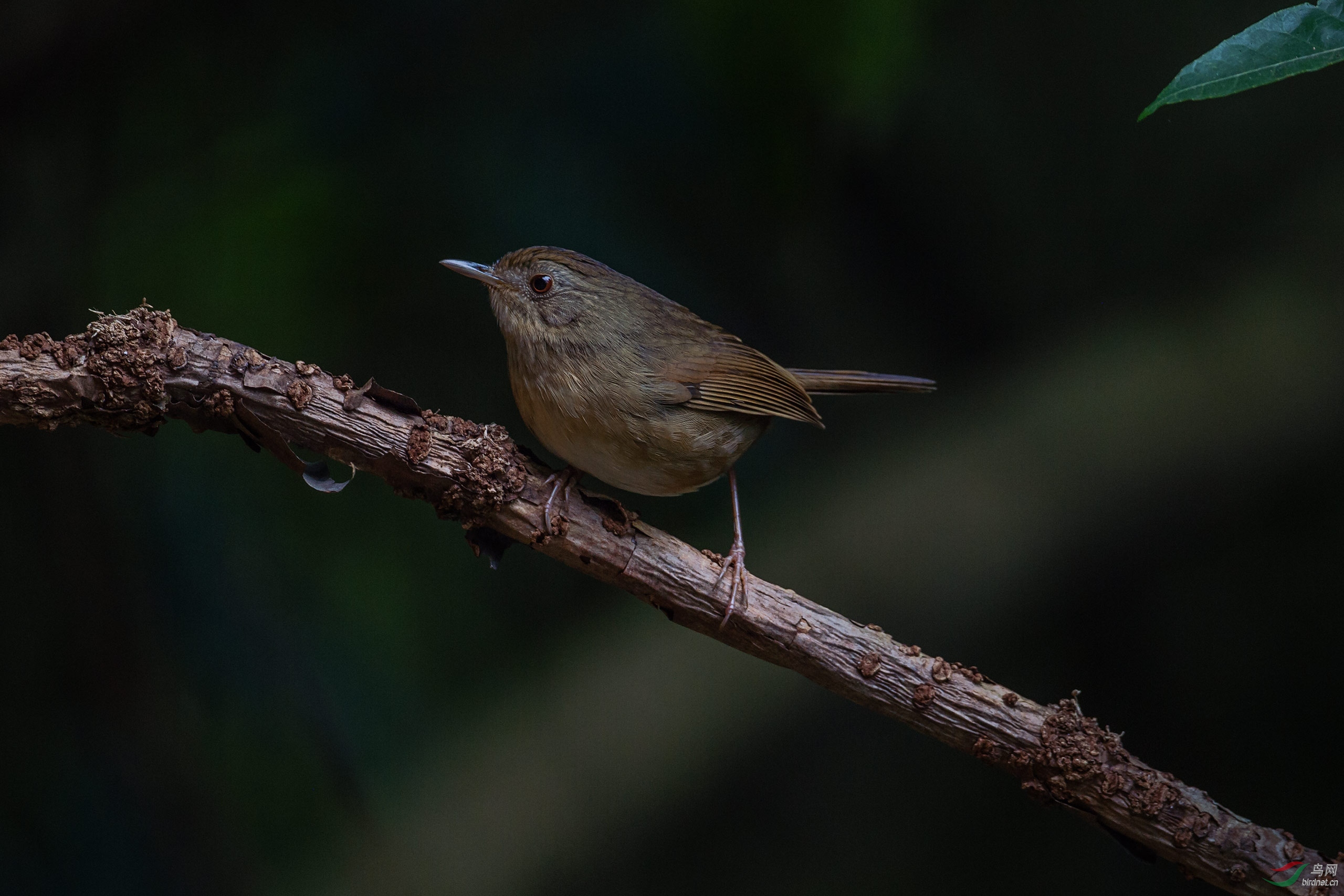 【棕胸雅鹛】