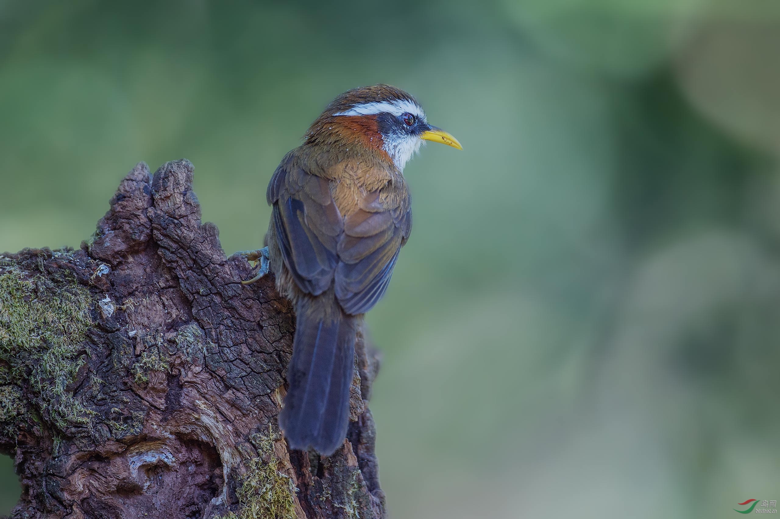 【棕颈钩嘴鹛】