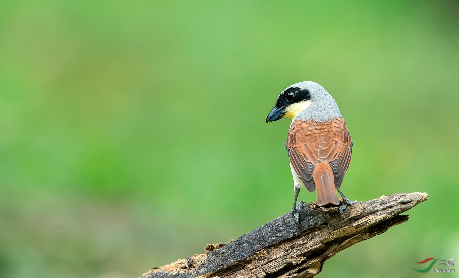 俊俏的虎纹伯劳
