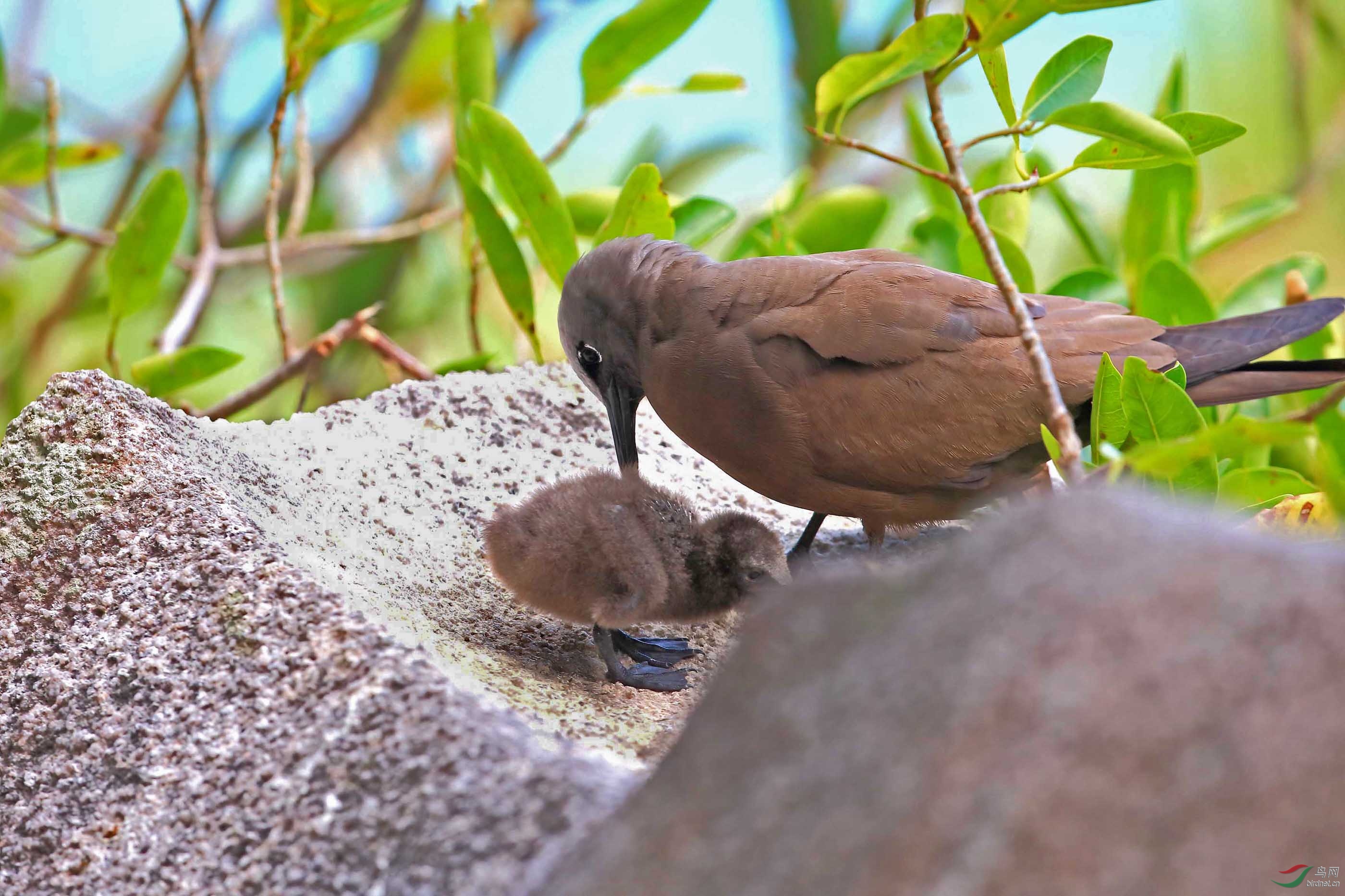 只此一张乌燕鸥