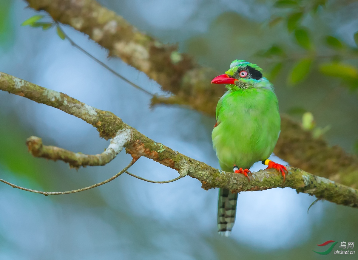 短尾绿鹊周末愉快
