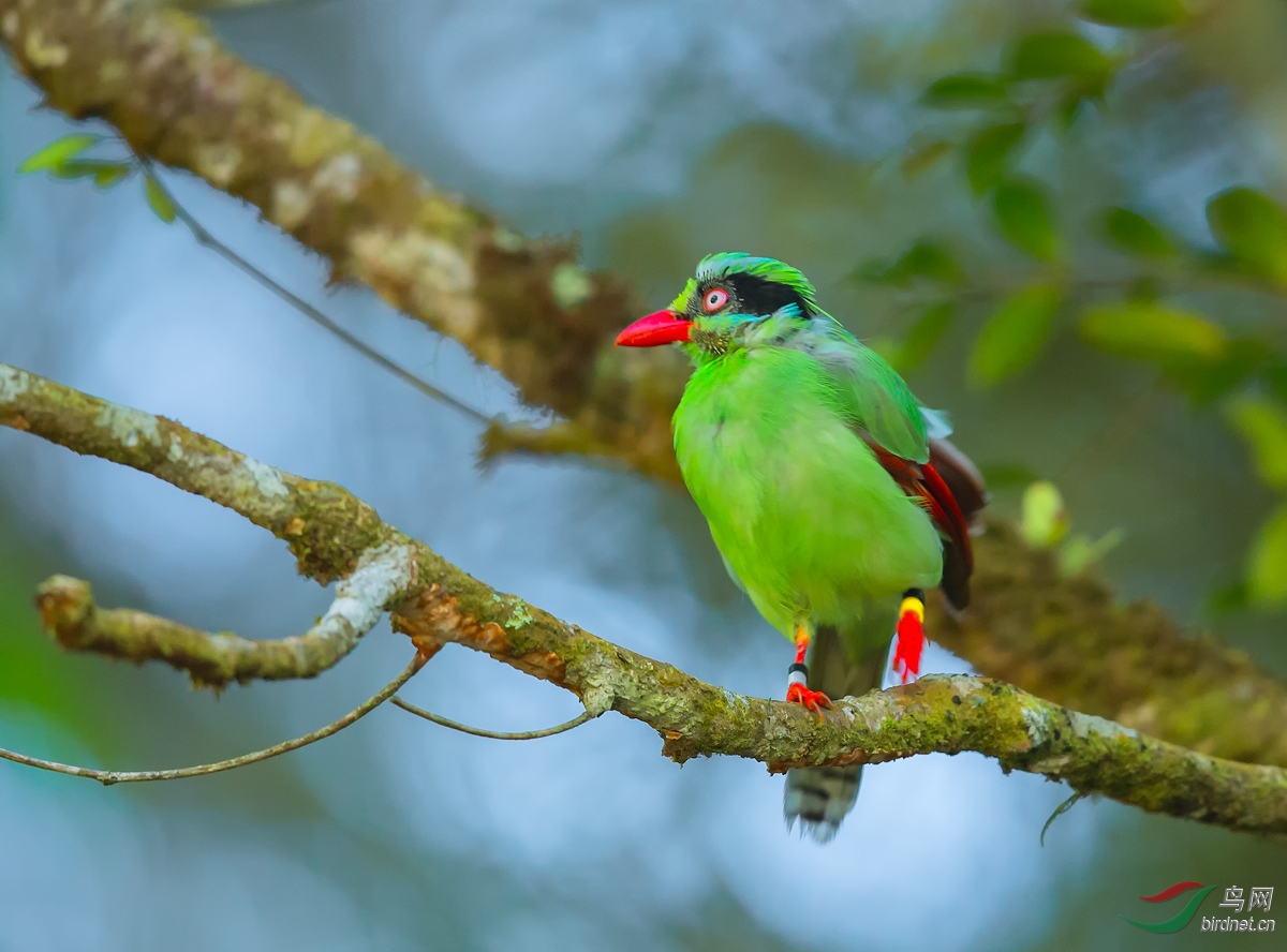 短尾绿鹊周末愉快