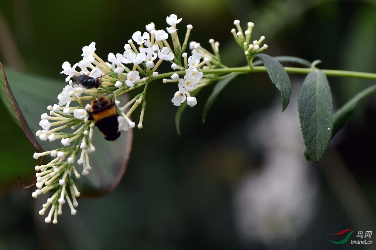白穗花招昆虫来(二)