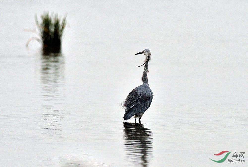 北戴河湿地灰白鹭