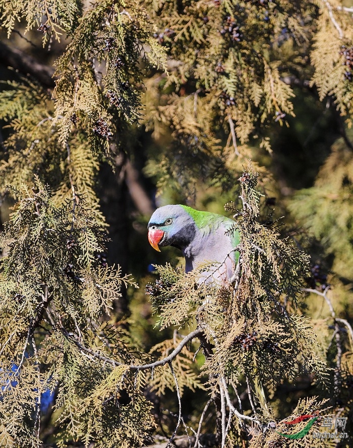 德拜大鹦鹉
