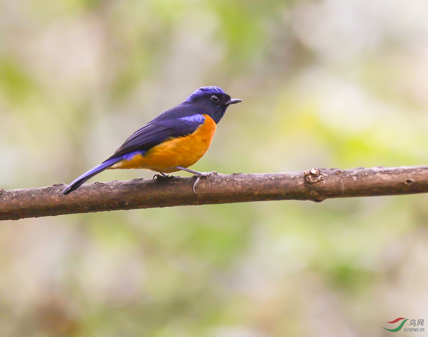 期盼——橙腹仙翁