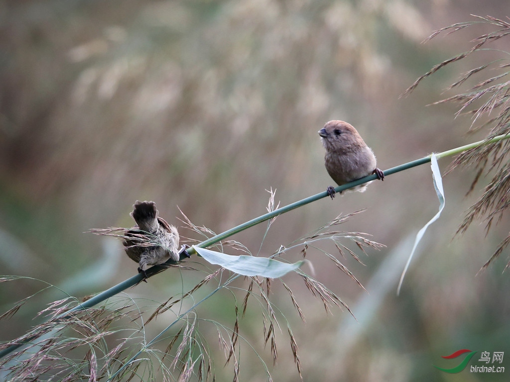 一对棕头鸦雀幼鸟